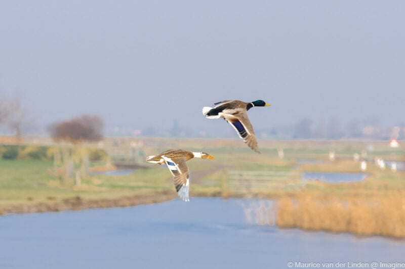 Flying ducks, 2012, Nature photography by Maurice van der Linden