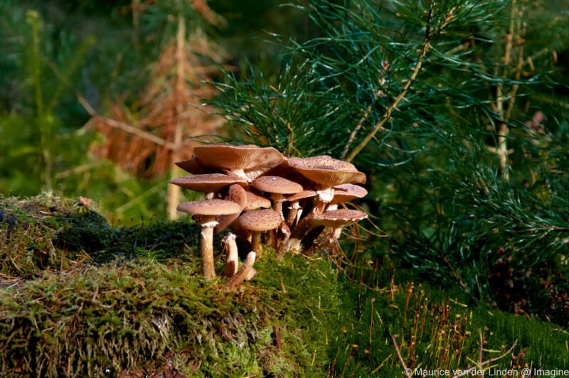 Mushrooms 2012, Nature photography by Maurice van der Linden