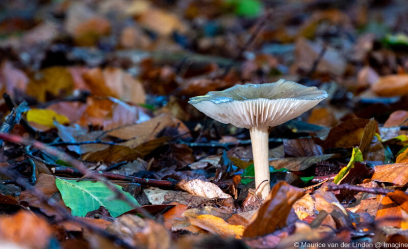 Mushrooms in Forest near Doorn 2019, Nature photography by Maurice van der Linden